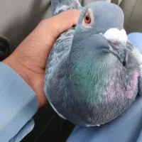 کبوتر ماده مگس