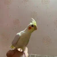 عروس هلندی|پرنده|رشت, شهرک پردیسان|دیوار