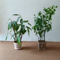 گل طبیعی|گل و گیاه طبیعی|صحنه, |دیوار