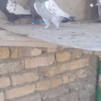 کفتره ببهونی بزن|پرنده|شیراز, شهرک گلها|دیوار