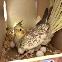 جفت مولد عروس هلندی با ۵جوجه|پرنده|تهران, ستارخان|دیوار