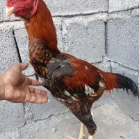 خروس|حیوانات مزرعه|میناب, |دیوار