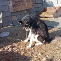 واگزاری‌‌یک‌هاسکی‌نر‌جوان‌وبازیگوش