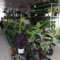 فروش گل آپارتمانی