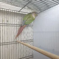 گرینچیک نر اناناسی