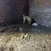 حیوانات مزرعه