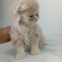 واگذاری فوری گربه اسکاتیش لانگ هیر