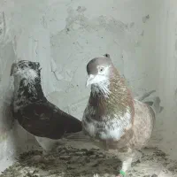کبوتر پرشی خوش خال گرگی جفت نر و ماده