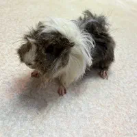 خوکچه هندی ناز و دستی|موش و خرگوش|تهران, فلسطین (میدان انقلاب)|دیوار