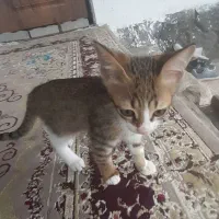 واگذاری رایگان گربه|گربه|ماسال, |دیوار