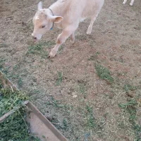 گاوگوساله|حیوانات مزرعه|بروجرد, |دیوار