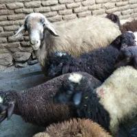 بران|حیوانات مزرعه|مریوان, |دیوار