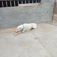 سگ ماده سرابی