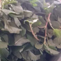 چواش تره
