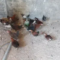 20عدد جوجه محلی