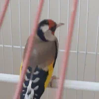 فروش سهره