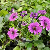 شاگرد کارواش