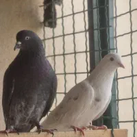 زاغ پرش. سنگین