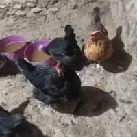 مرغ خانگی محلی.یک ساله.تخم گذار