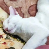 واگذاری گربهdsh سفید