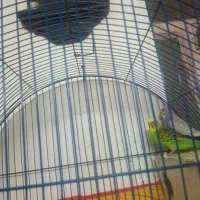 دوجفت مرغ عشق مولد|پرنده|زاهدان, |دیوار