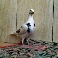 یک جفت کبوتر آلمانی