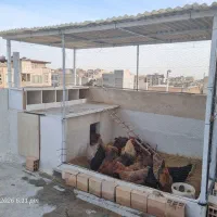 مرغ محلی تخم گذاری