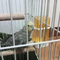 عروس هلندی نر