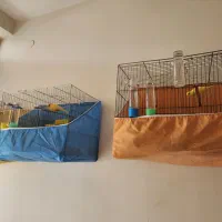 قناری نر و ماده بخون