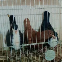 رسمی  گلی  جوجه