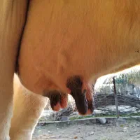 گاو هلشتین شیری  آمریکایی|حیوانات مزرعه|شاندرمن, |دیوار