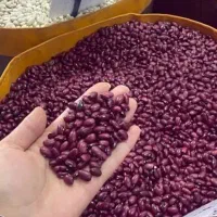 سرکارگر کشاورزی ام