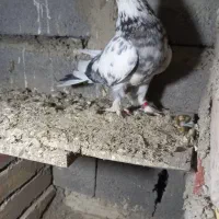 کبوتر گرفتنی