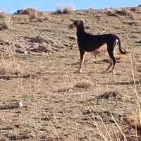 توافقی|سگ|تکاب, |دیوار