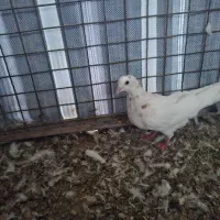کبوتر جوجه|پرنده|ماکو, |دیوار