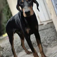 دوبرمن اروپایی نر پوست چرمی|سگ|تهران, تجریش|دیوار