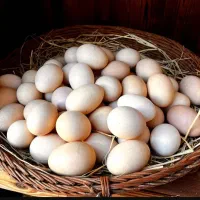 محصولات محلی