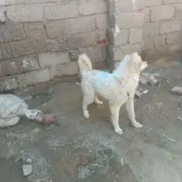 سگ بازیگوش