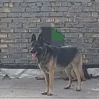 سگ ژرمن ماده