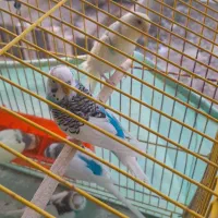 مرغ عشق زیبا