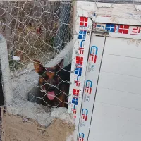 سگ ژرمن ماده