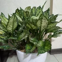 اگلونما برفی زینتی وباشکوه وگل مرجان