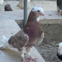 کبوتر پرشی ساعت سنگین
