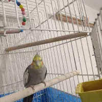 عروس هلندی|پرنده|کاشان, فاز ۲ ناجی آباد|دیوار