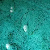 تور ماهیگیری شیری