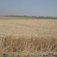 زمین کشاورزی رایگان  (کاشت از شما زمین از ما)