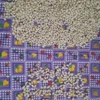 پسته تازه
