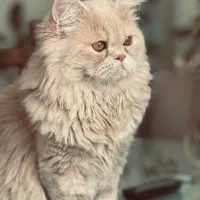 فروش گربه پرشین