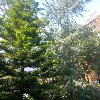 گل کاج مطبق، انتالیکا، میخک هندی