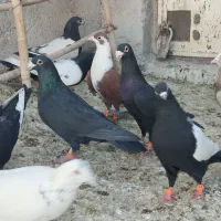 شهرستان کبوتر